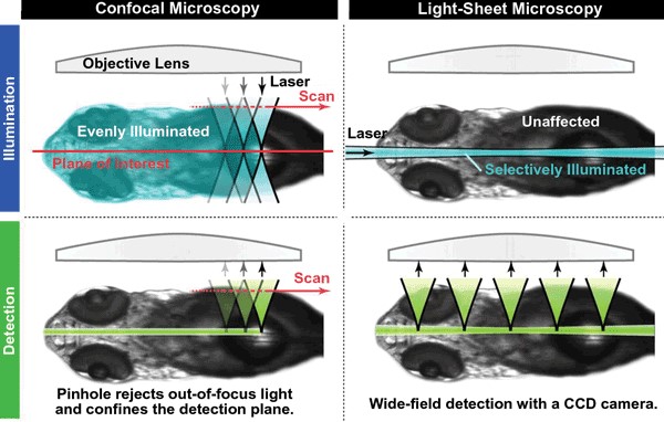 Microscopy_Figure3 Figure 3. LSM has several advantages over confocal microscopy, especially for studying living organisms..png