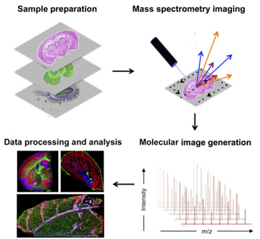 UNA GUÍA PARA LA IMAGEN POR ESPECTROMETRÍA DE MASAS MALDI PARA TEJIDO ...